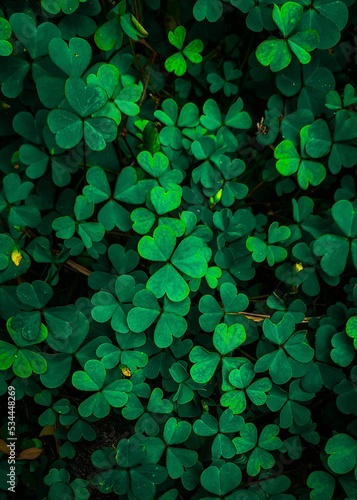 Vertical shot of a beautiful Marsilea plant growing in the garden photo