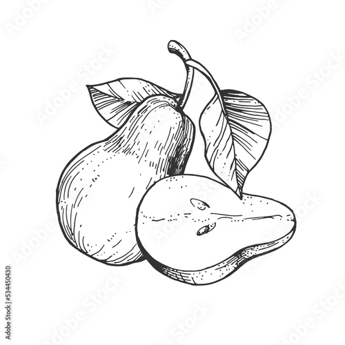 Vector illustration with pear fruits. Hand-drawn sketches. Vintage style engraving
