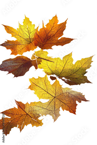 Yellow and orange leaves in the wind