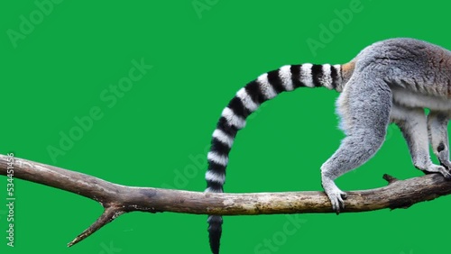 ring tailed lemur slowly walking on a log on a green screen. slow motion