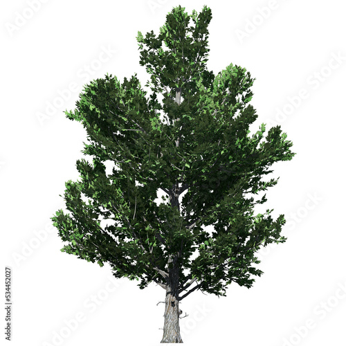 Sugar Maple Tree – Front View