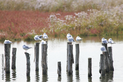 Gabbiani sulle palafitte nella Laguan di Venezia -Località di Taglio del Sile photo