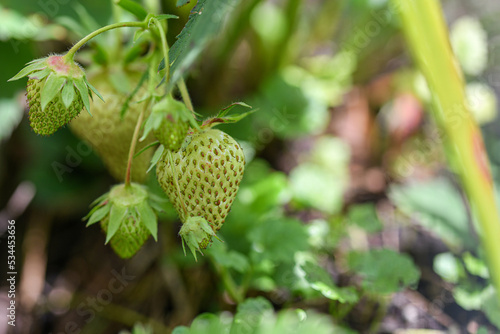 A young green strawberry grows on a beautiful bush in the ground.