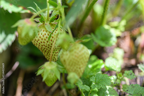 Green strawberries grow on a bush in the garden.