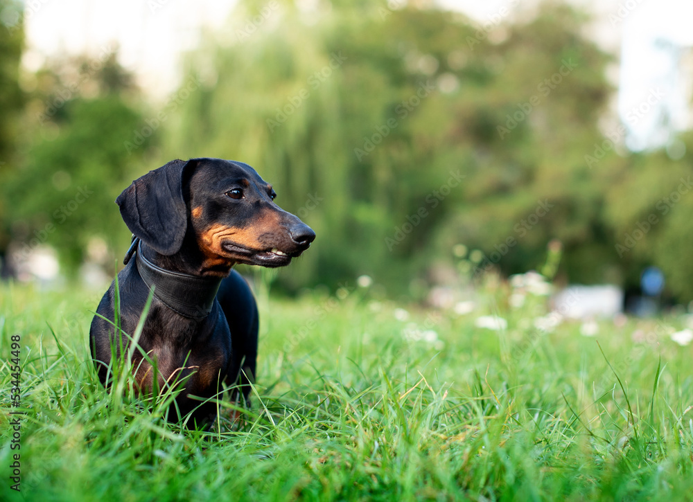 A black dwarf dachshund dog stands on a background of blurred green grass and trees. A beautiful dog has a collar around its neck. She looks away. The photo is blurred