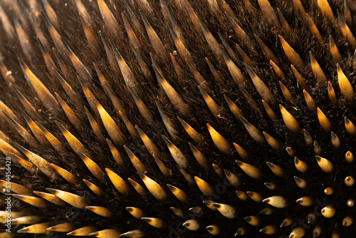 A close up shallow depth of field macro photo of the hair and quill spines of an Australian monotreme echidna (Tachyglossidae)