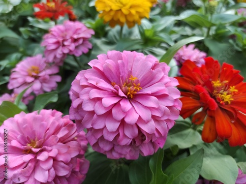 Common Zinnia or Zinnia elegans is one of the most famous flowering annuals of the genus Zinia