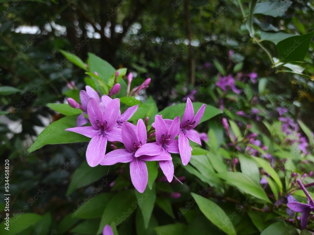 Pseuderanthemum laxiflorum or shooting star is a species of plant in the family Acanthaceae Pseuderanthemum laxiflorum or shooting star is a species of plant in the family Acanthaceae