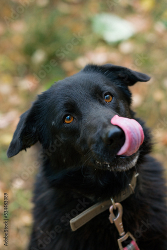 Pretty dog licking its nose with tongue
