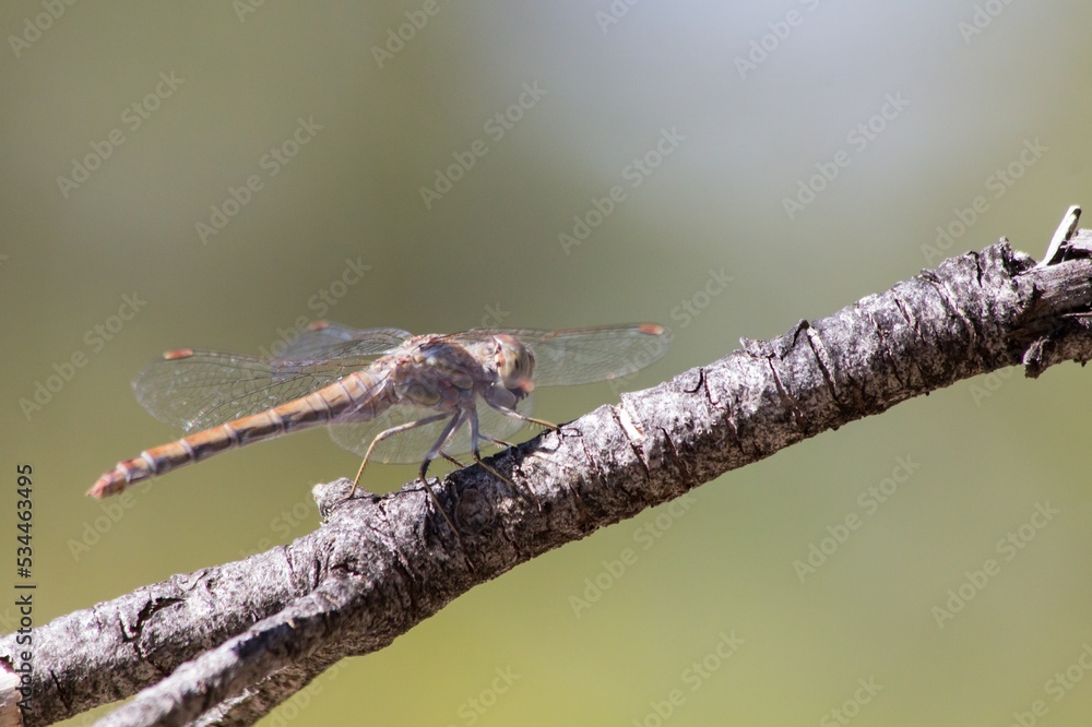 Libélula Sympetrum striolatum