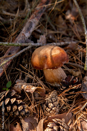 Porcini mushroom grows in pine tree forest at autumn season..