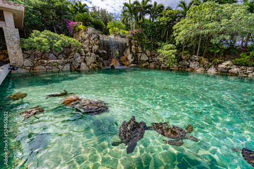 沖縄リゾートのプールとカメ © Mick Yajima