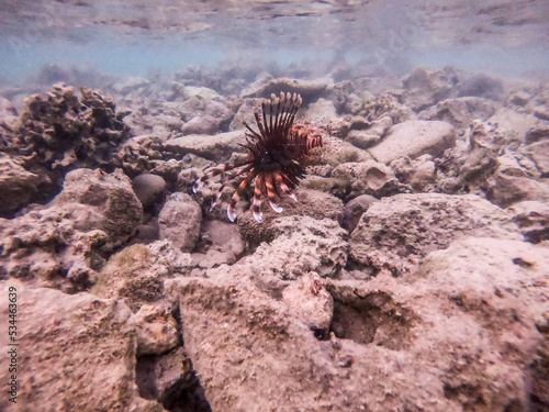 Close up view of Devil firefish or common lionfish (Pterois miles) at coral reef..
