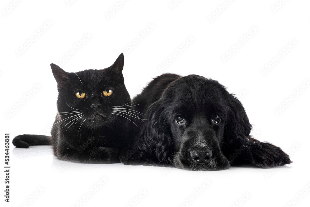 Fototapeta premium English Cocker Spaniel and cat