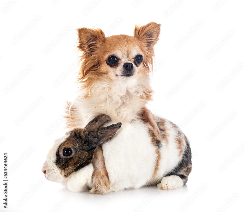 rex rabbit and chihuahua in studio