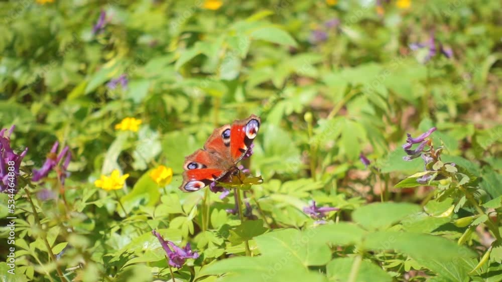 European peacock butterfly (Aglais io) is among the green grass in the spring forest. European peacock butterfly (Aglais io) is among the green grass in the spring forest.