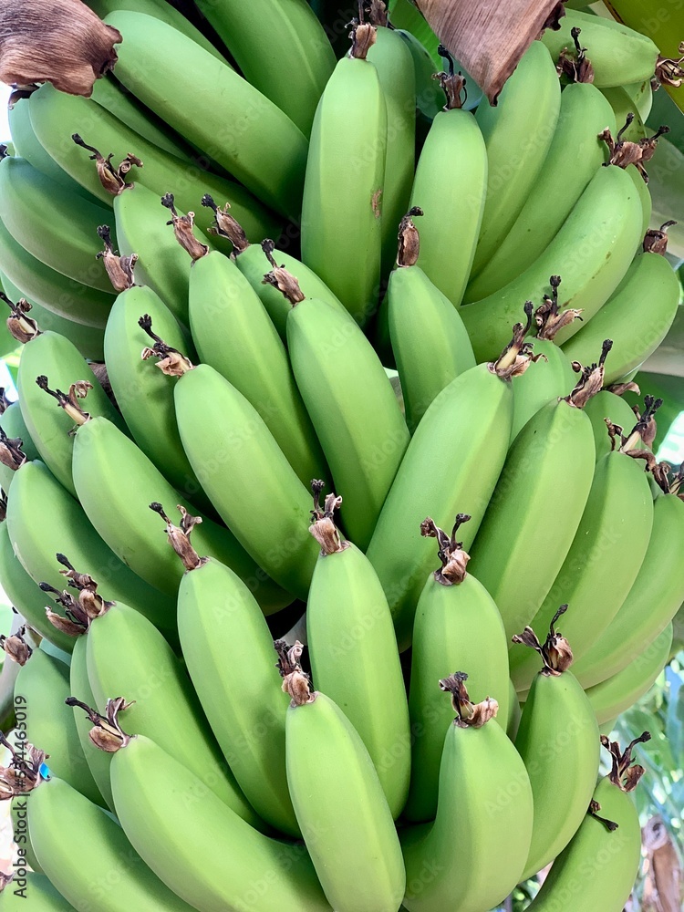bunch of bananas unripe