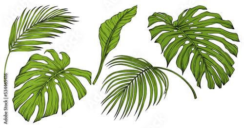 Tropical leaves isolated on white. Hand drawn png illustration. 