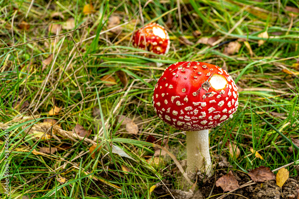 muchomor czerwony, trujący grzyb leśny