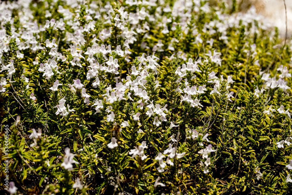 Nature in Karaburun Peninsula, Albania Nature in Karaburun Peninsula, Albania