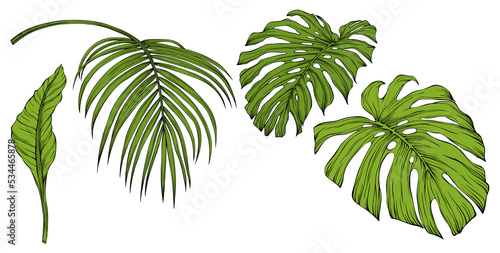 Tropical leaves isolated on white. Hand drawn png illustration. 