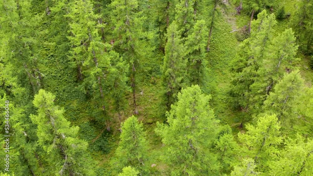 above green forest above green forest