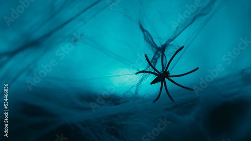 Spider standing on a spider web for the halloween party