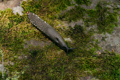 babosa gris sobre piedra con musgo photo