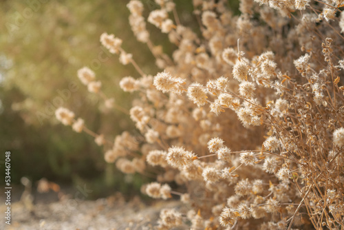 fondo de flores secas con luz natural photo