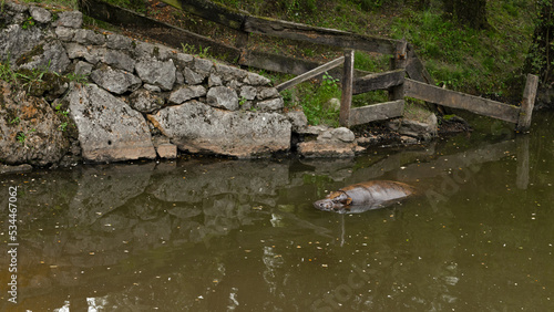 Hipopótamo pigmeo medio sumergido en el agua de un parque natural.