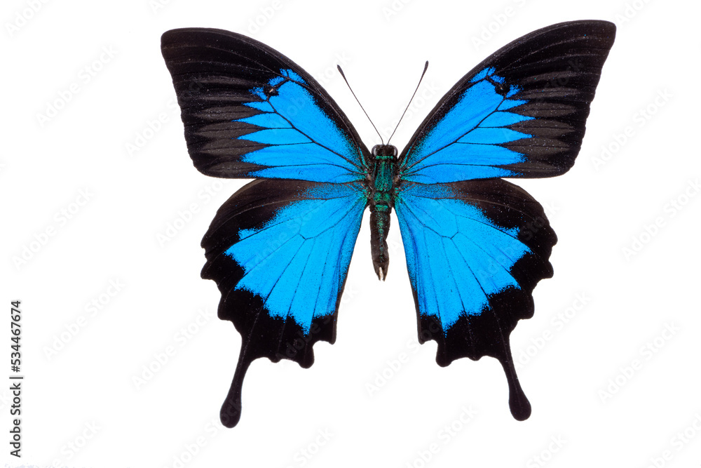 Fototapeta premium butterfly isolated on white background