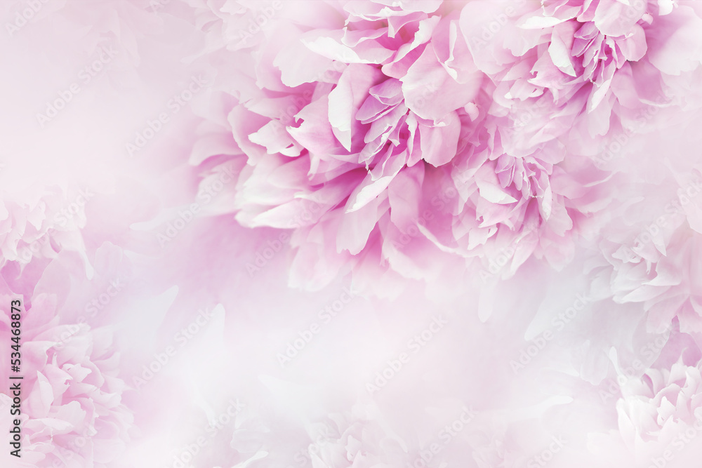 Pink flowers are peonies and petals of peonies.   Floral  background.   Flowers and petals.  Nature.