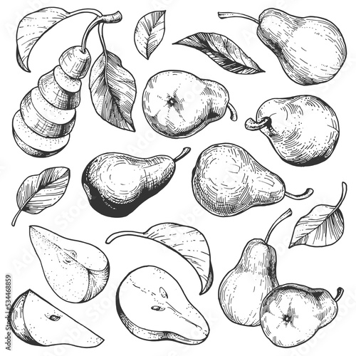 Vector collection of pear illustrations. Hand-drawn sketches of fruits and leaves. Vintage style engraving