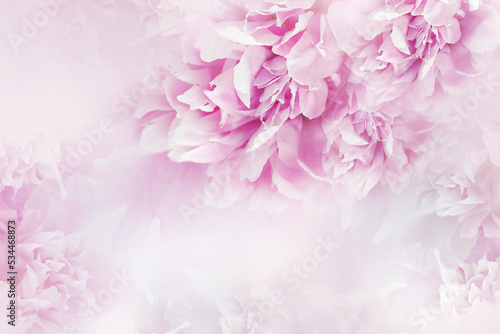 Fototapeta Naklejka Na Ścianę i Meble -  Pink flowers are peonies and petals of peonies.   Floral  background.   Flowers and petals.  Nature.