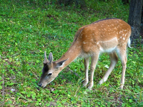 Baby deer feeding in a field. Cute spotted doe. Selective focus.