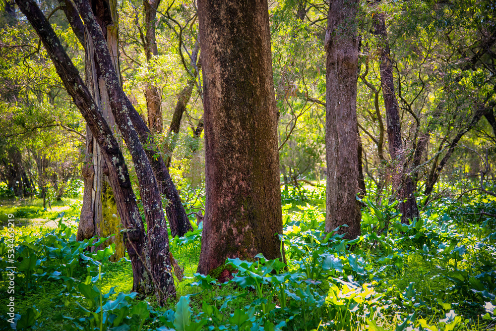 Beautiful huge Tuart Trees. One of a kind in the world. A number of Tuart forests stretch along this part of the coast line. near Capel WA. Beautiful huge Tuart Trees. One of a kind in the world. A number of Tuart forests stretch along this part of the coast line. near Capel WA.