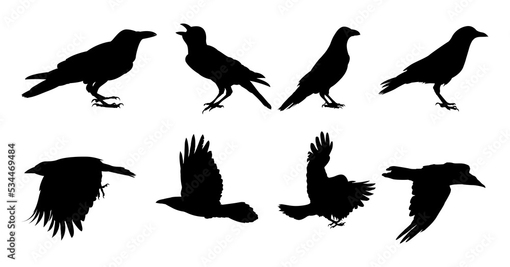 Obraz premium Set of raven bird silhouette - Raven bird vector illustration on with background