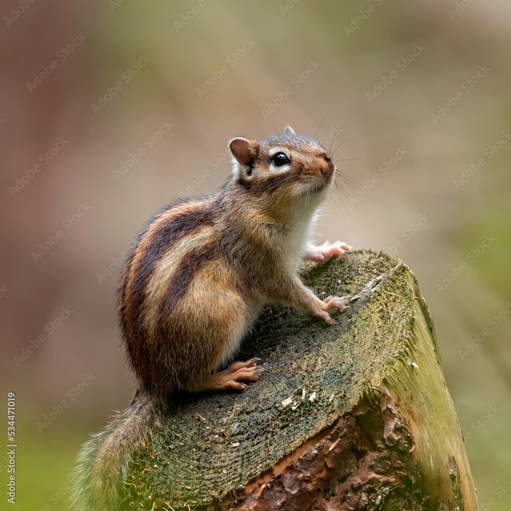 chipmunk on a tree stump chipmunk on a tree stump