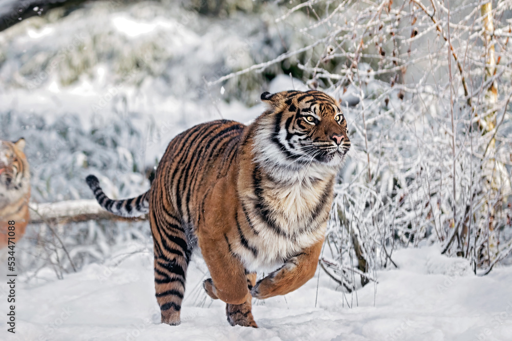 Obraz premium running sumatran tiger in the snow