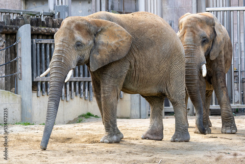Photography Two Elephants at the Zoo in Vienna, Austria