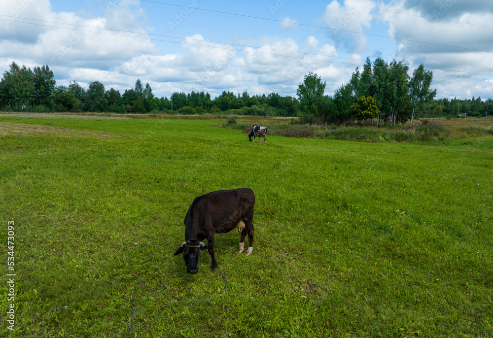 Fototapeta premium Cow in field, drone view. Cows graze on field with green grass at farm. Farm field with cow grazes eating grass to make fresh milk. Floating farms in field Cows and livestock. Animal husbandry.