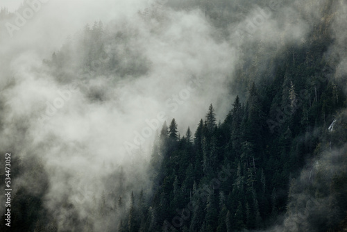 foggy mountain with pine trees and mist in alaska for backdrops etc © Joel