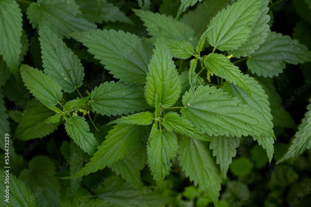 Photo top view of green nettle leaves. Photo top view of green nettle leaves.