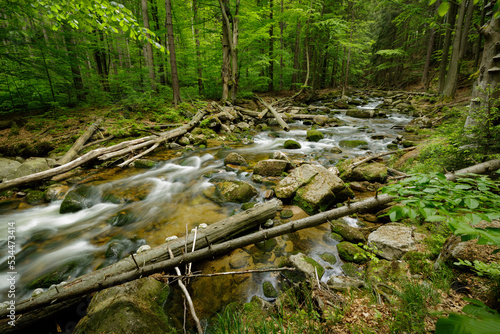 small mountain river in the green forest