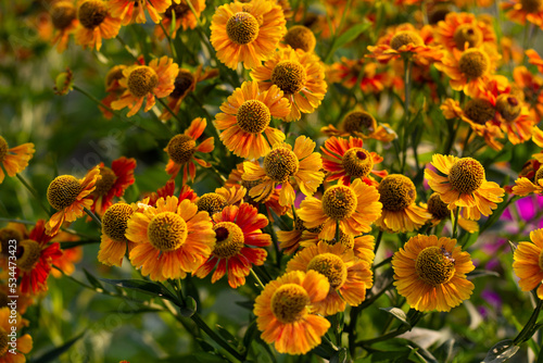 Photo yellow autumn flowers buds and petals.