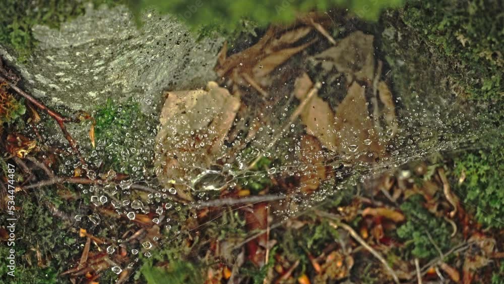 A cobweb has caught the raindrops and is being moved by the wind. In the background fallen and dry beech leaves. Abruzzo, Italy, Europe A cobweb has caught the raindrops and is being moved by the wind. In the background fallen and dry beech leaves. Abruzzo, Italy, Europe