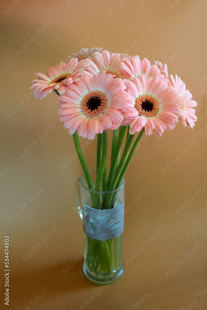 pink gerberas stand in a glass vase on a brown background. side view. Birthday. bouquet of flowers pink gerberas stand in a glass vase on a brown background. side view. Birthday. bouquet of flowers