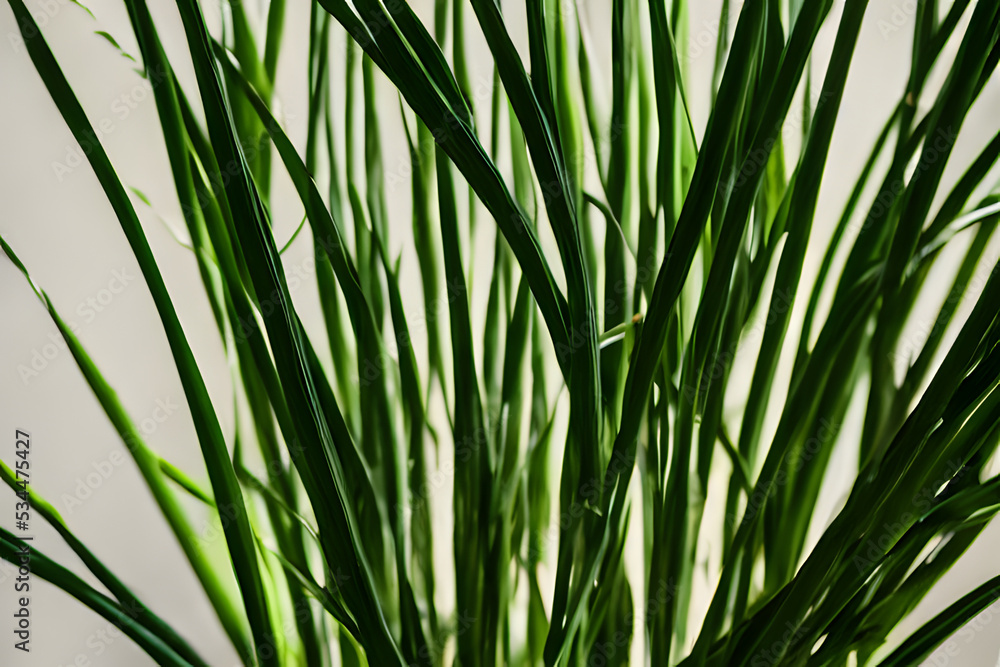 Naklejka premium lemongrass plant growing in a pot, lemongrass leaves medium shot