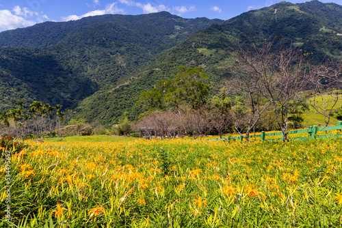 Taimali Kinchen Mountain with orange day lily flower field in Taiwan