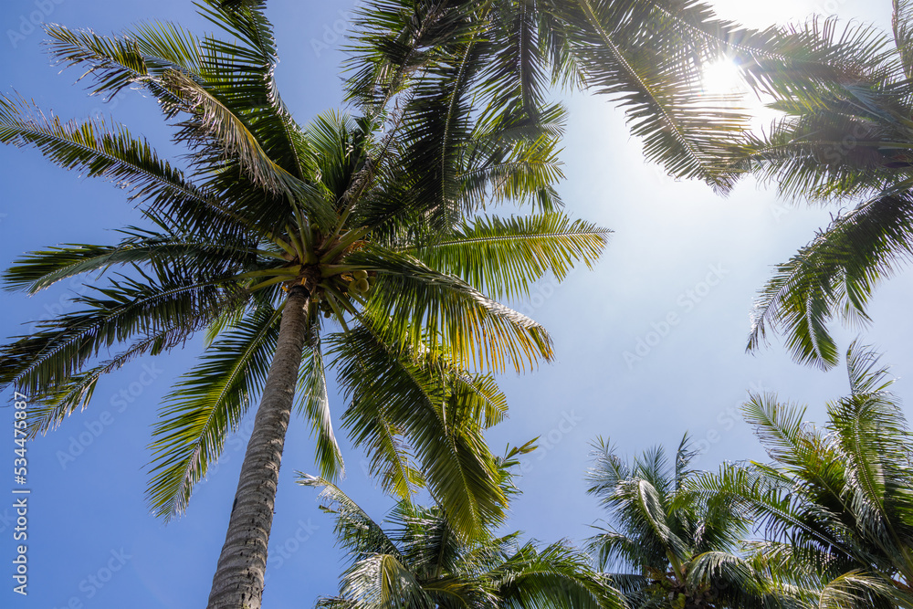 Obraz premium Palm tree over the blue sky with sunlight flare